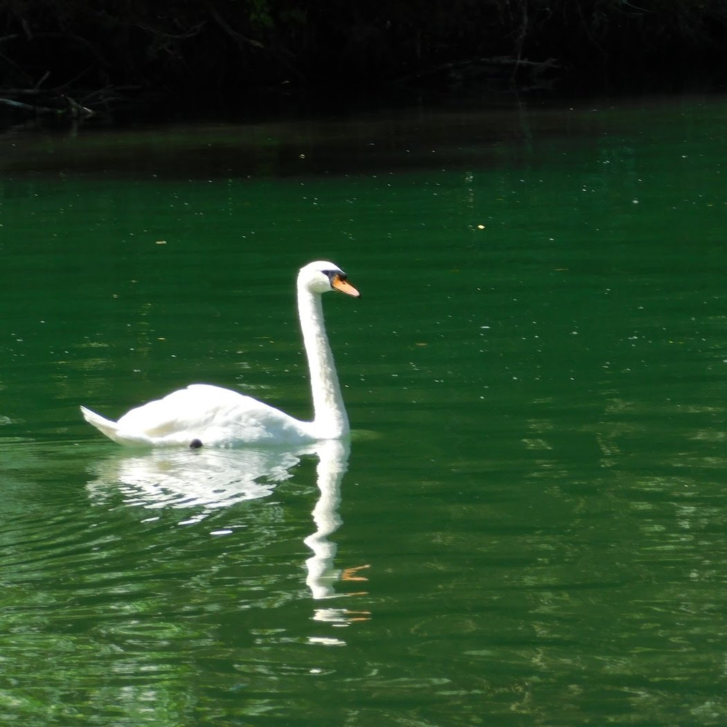 Bords de Marne à Champigny-sur-Marne 3